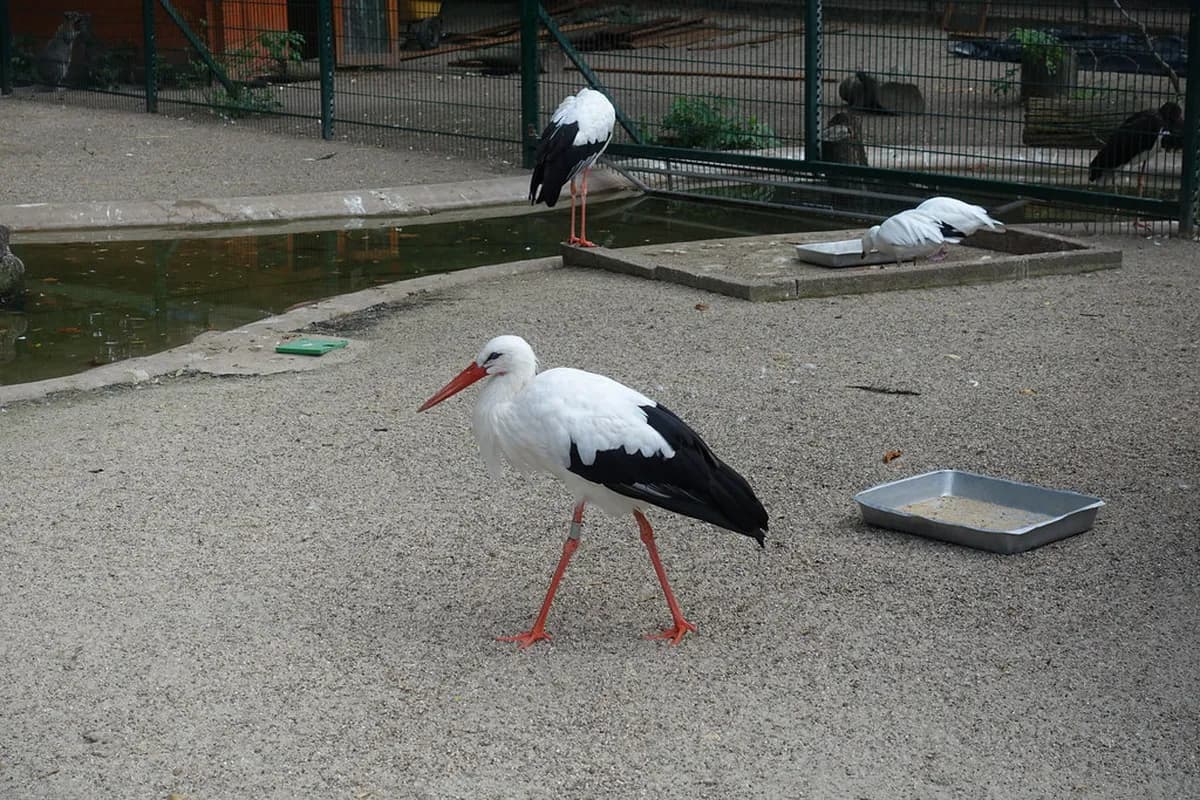Parc de l'Orangerie, Strasbourg: Free Park & Storks (2026)