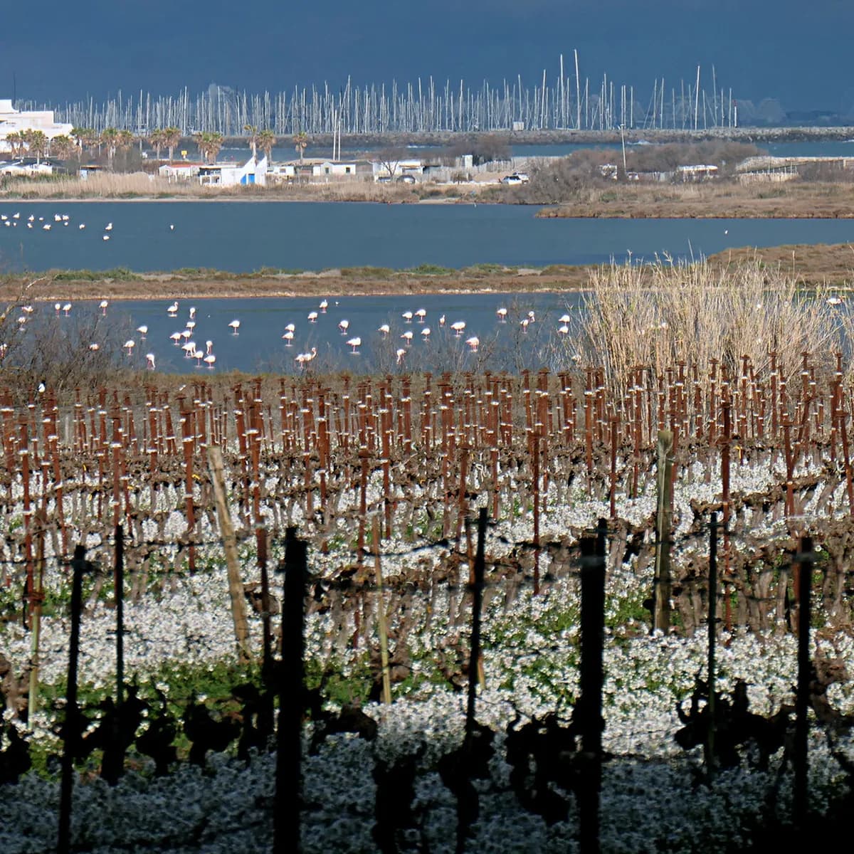 La Grande Motte And Palavas Les Flots Travel Guide