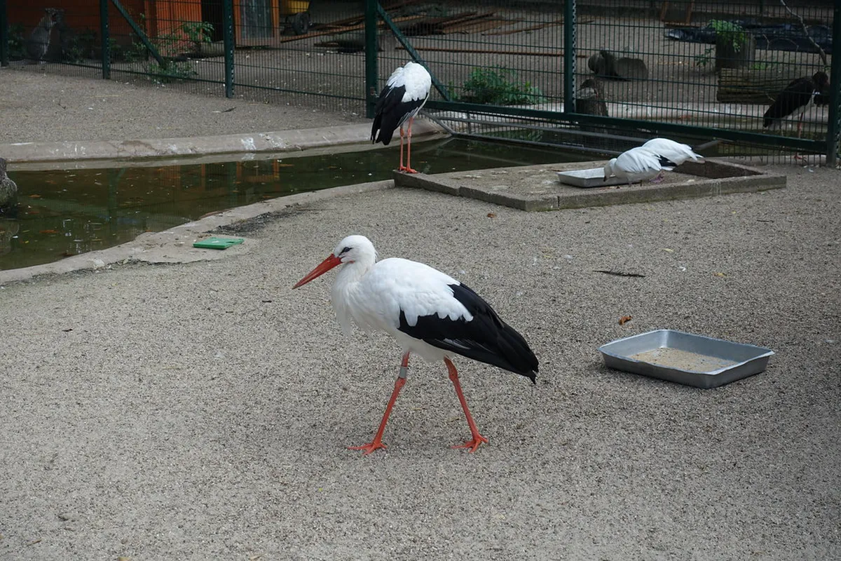 White storks and greenery at Parc de l'Orangerie, Strasbourg's oldest park in the European quarter