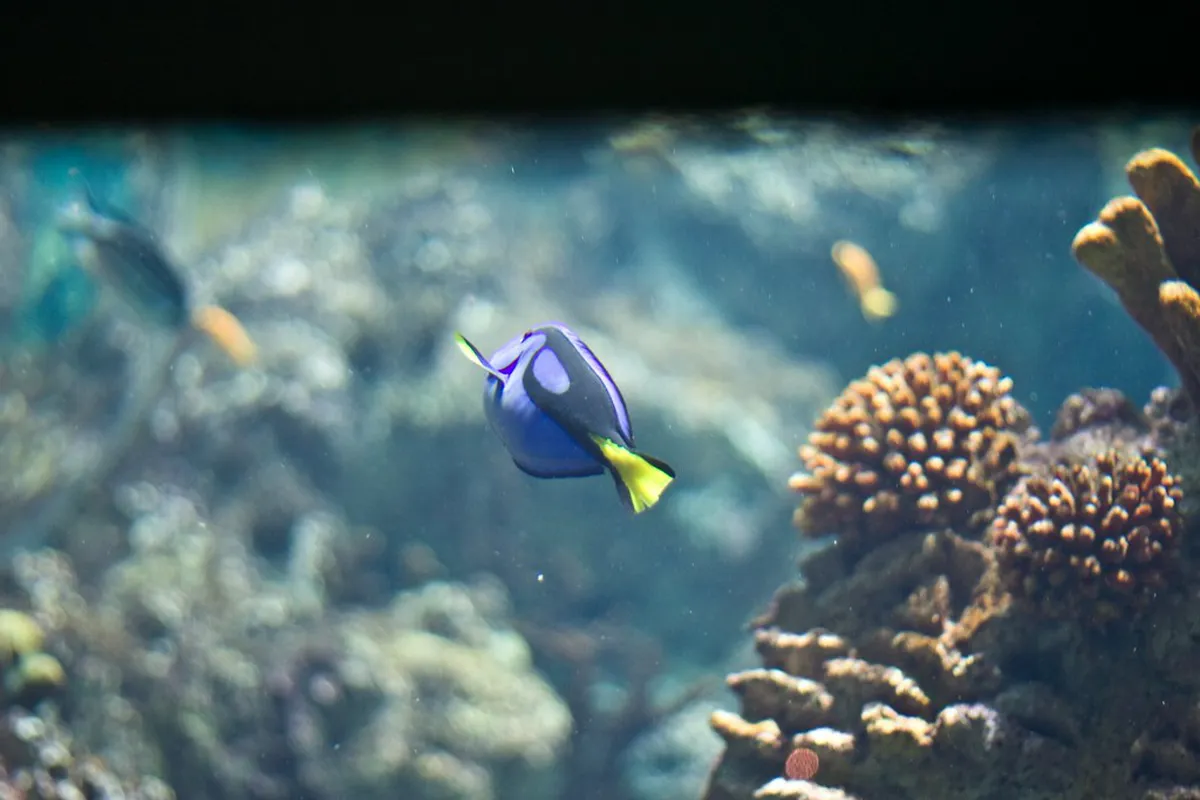 Aquarium tank at Planet Ocean Montpellier in the Odysseum district