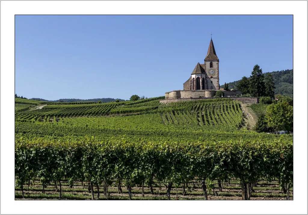 Cycling the Alsace Wine Route: Best Paths and Rentals in Colmar's Alsace old town
