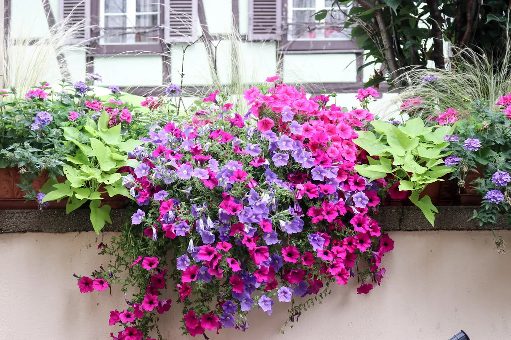Best Time to Visit France by Travel Interest in Colmar's Alsace old town