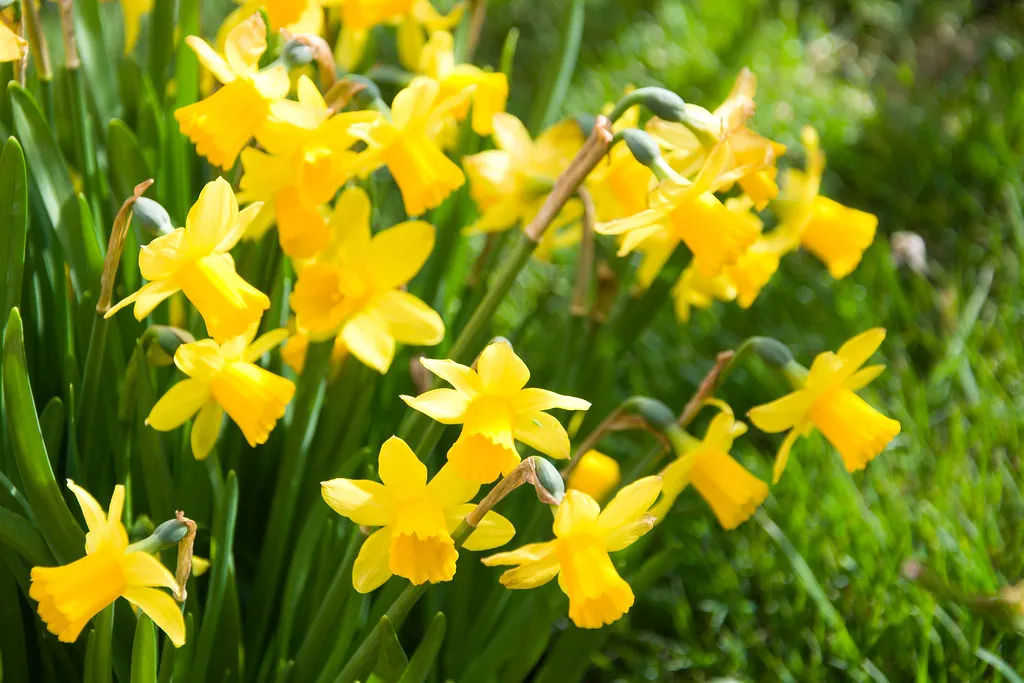 Spring in France (April–June) in Colmar's Alsace old town