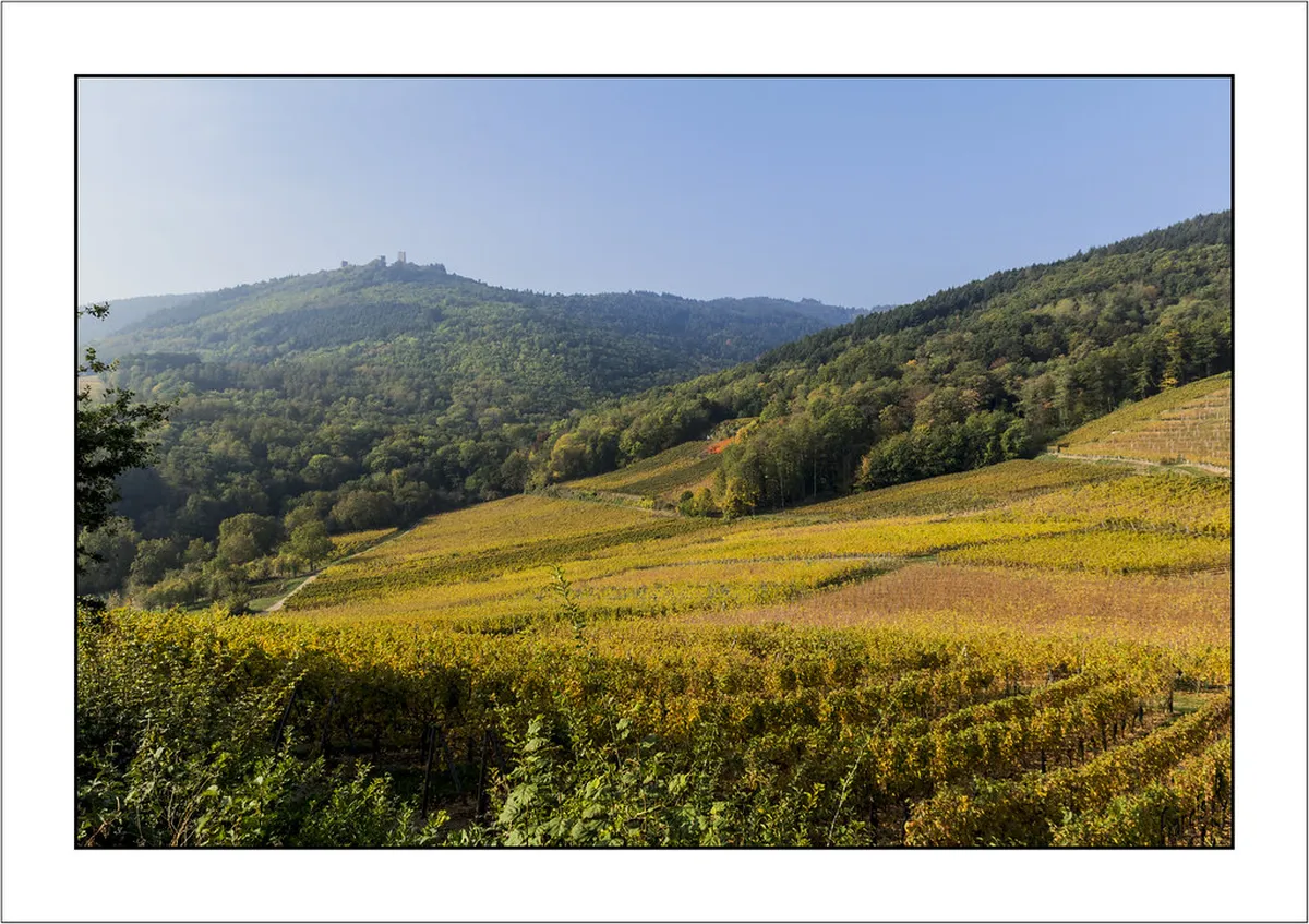 Ancient castle ruins tower above the vineyards surrounding Eguisheim in Alsace