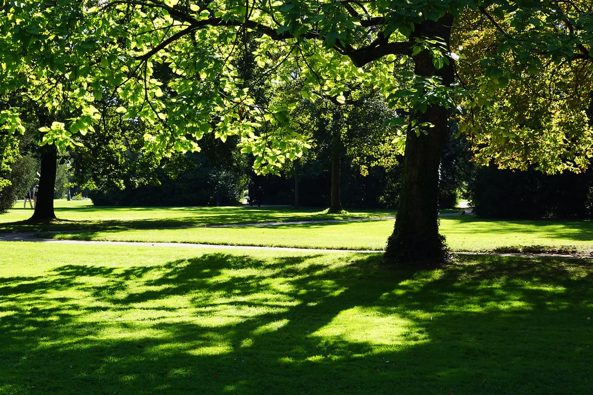 Green park with flowering trees and white storks nesting in Strasbourg Orangerie