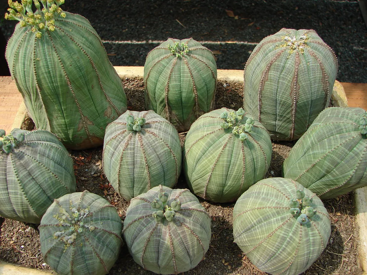 Medicinal plant beds and specimens at Montpellier botanical research garden
