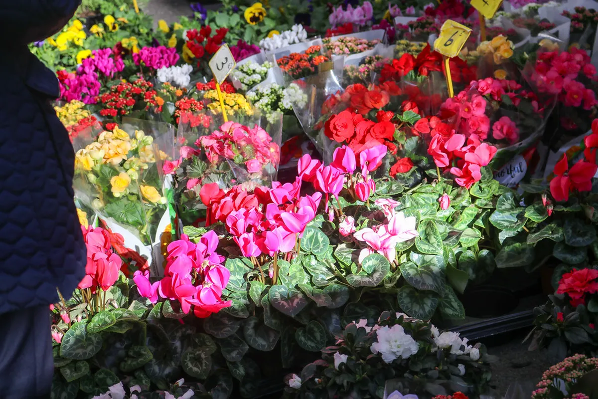 Colorful flower market display at Montpellier's Esplanade Charles de Gaulle with seasonal blooms
