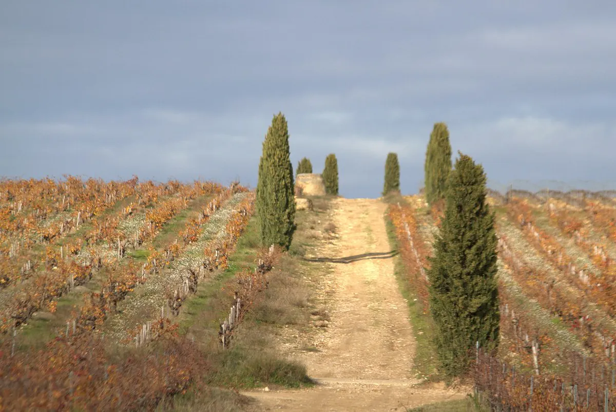 French vineyard harvest with vines in autumn season